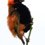 Southern Red Bishop - Biesiesvlei