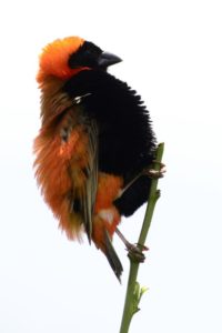 Southern Red Bishop - Biesiesvlei