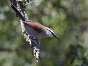 Southern Tchagra - Addo