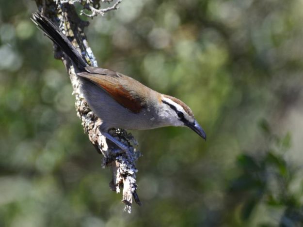 Southern Tchagra - Addo