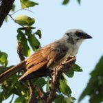 Southern White-Crowned Shrike - Mozambique