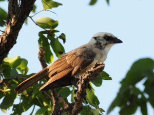 Southern White-Crowned Shrike - Mozambique