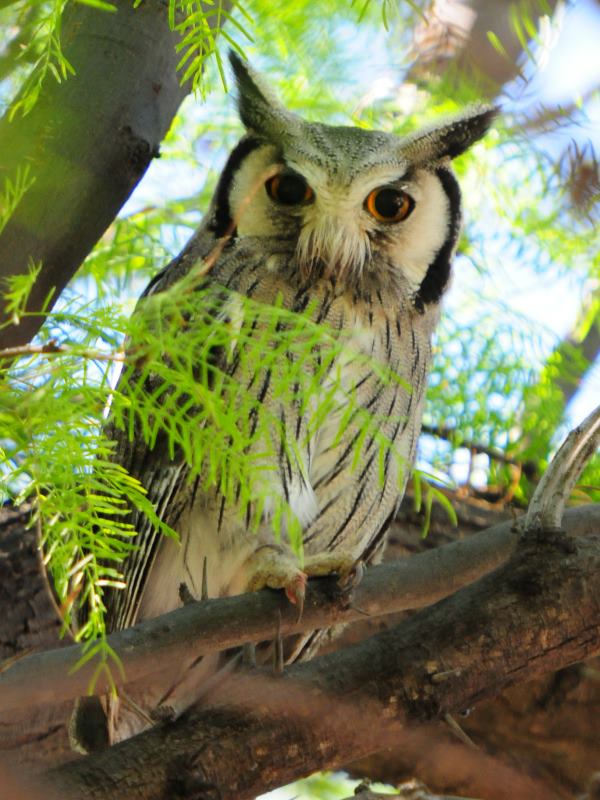 Southern White-Faced Owl - Kgalagadi
