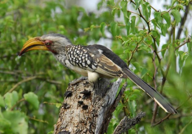 Southern Yellow-Billed Hornbill - Mkhuze