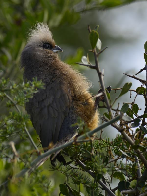 Speckled Mousebird - Addo