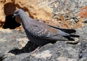 Speckled Pigeon