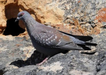 Speckled Pigeon