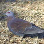 Speckled Pigeon - Giants Castle