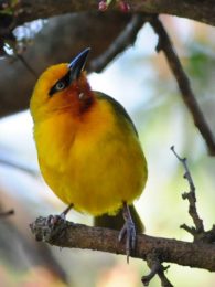 Spectacled Weaver - Hluhluwe