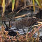 Spotted Crake - Stanger
