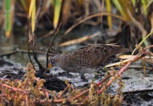 Spotted Crake - Stanger
