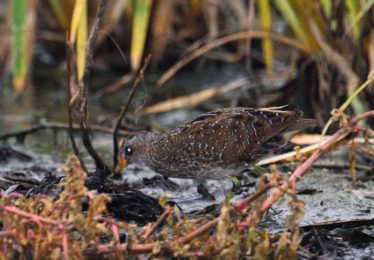 Spotted Crake - Stanger
