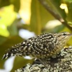 Spotted Creeper 2 - Harare
