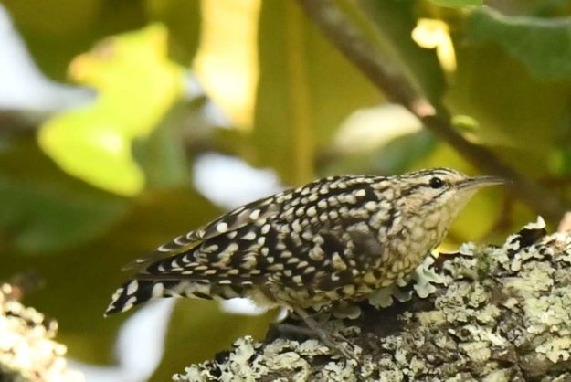 Spotted Creeper - Harare