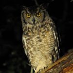 Spotted Eagle Owl - Mkhuze