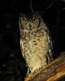 Spotted Eagle Owl - Mkhuze