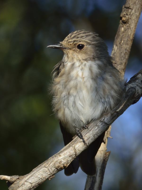 Spotted Flycatcher - Pilanesberg