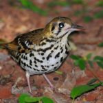 Spotted Ground Thrush - Pigeon Valley