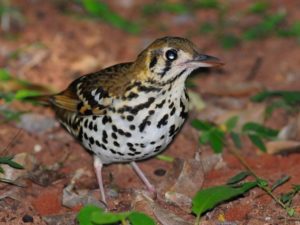 Spotted Ground Thrush - Pigeon Valley