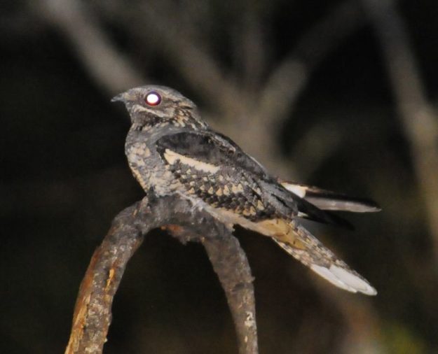 Square-Tailed Nightjar - Mkhuze