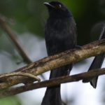 Square-tailed Drongo - Honde Valley