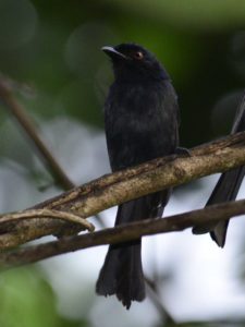 Square-tailed Drongo - Honde Valley