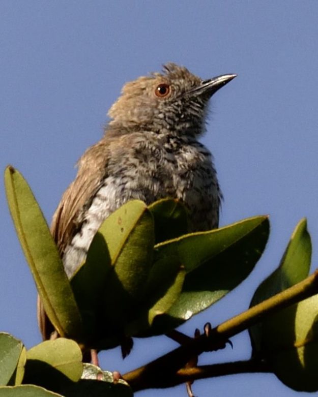 Stierling's Wren Warbler - Chobe