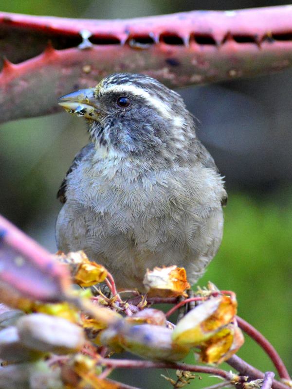 Streaky-Headed Seedeater - Addo