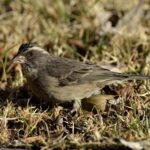 Streaky Headed Seedeater - Giants Castle