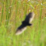 Streaky-breasted Flufftail - Harare