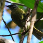 Striped Cheeked Greenbul 2 - Bvumba