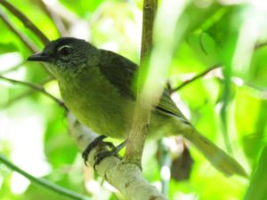 Striped-Cheeked Greenbul - Bvumba