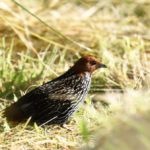 Striped Flufftail - Nsikeni