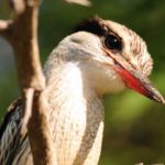 Striped Kingfisher - Mozambique