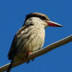 Striped Kingfisher - Nchalo