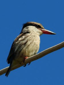 Striped Kingfisher - Nchalo