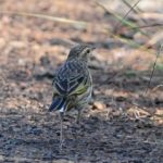 Striped Pipit - Itala