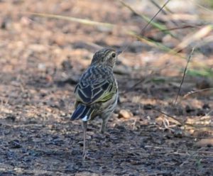 Striped Pipit - Itala