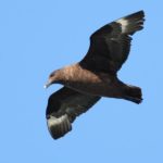 Subantarctic Skua - Umkomaas