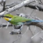 Swallow-Tailed Bee-Eater