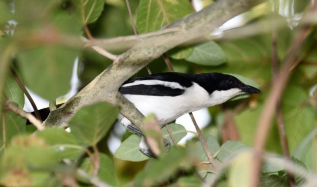 Swamp Boubou - Kunene River