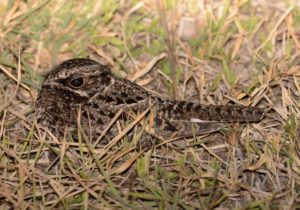 Swamp Nightjar - Kalizo
