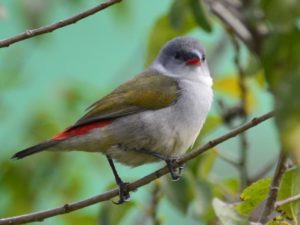 Swee Waxbill - Heidelberg