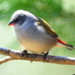 Swee Waxbill - Cathedral Peak