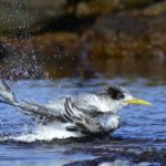 Swift Tern - Haga Haga