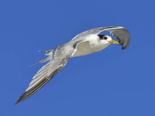 Swift Tern - Boulders