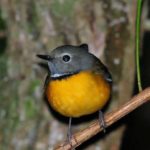 Swynnertons Robin 2 - Bvumba