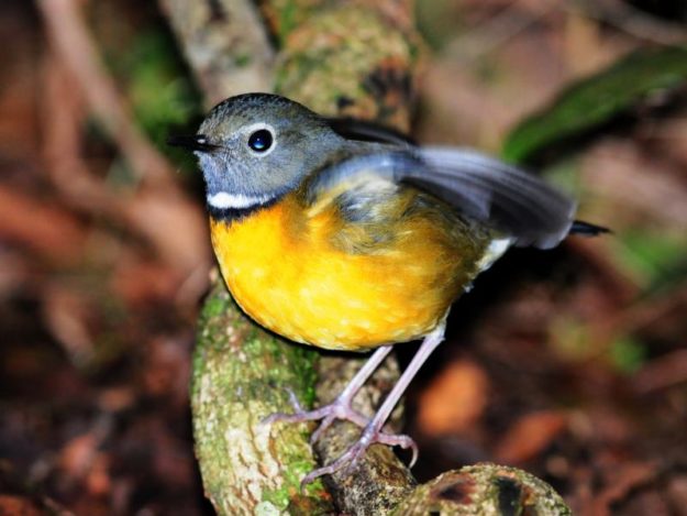 Swynnerton's Robin - Bvumba