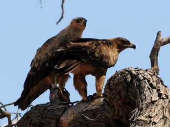 Tawny Eagle - Kgalagadi