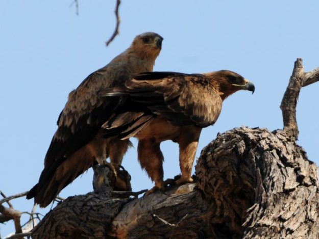 Tawny Eagle - Kgalagadi